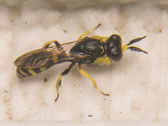 Crabro argusinus