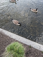 Branta canadensis