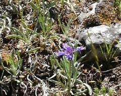 Centaurea graminifolia