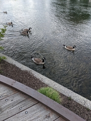 Branta canadensis