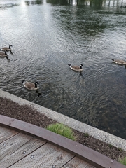Branta canadensis