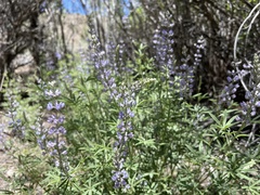 Lupinus nevadensis