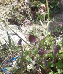 Sonchus oleraceus