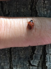 Adalia bipunctata