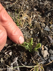 Botrychium minganense