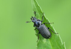 Platycerus depressus