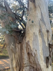 Eucalyptus rubida