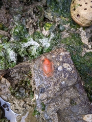 Cnemidocarpa finmarkiensis