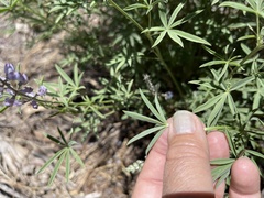 Lupinus nevadensis