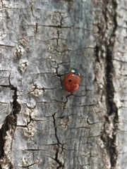 Adalia bipunctata