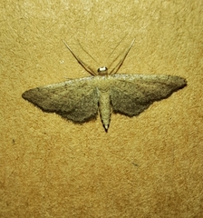 Idaea infirmaria