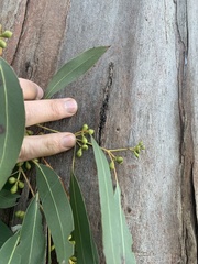 Eucalyptus rubida