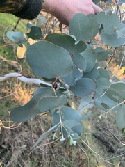Eucalyptus rubida