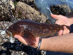 Hexagrammos lagocephalus