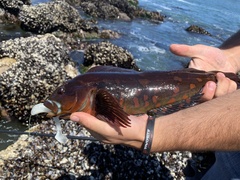 Hexagrammos lagocephalus