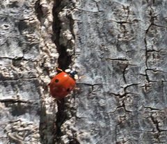 Adalia bipunctata