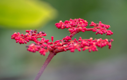 Cissus erosa