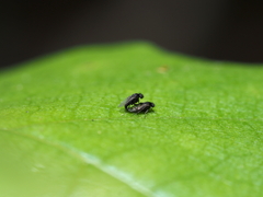 Metopininae