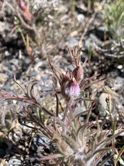 Cordylanthus kingii helleri