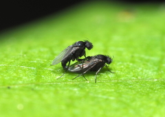 Metopininae
