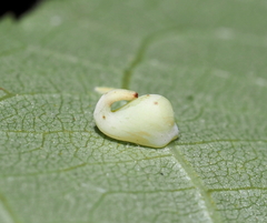 Caryomyia recurvata