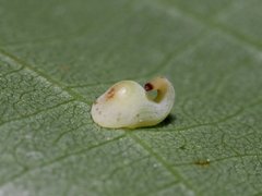Caryomyia recurvata