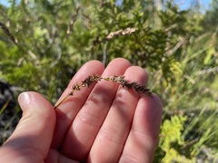 Carex prairea