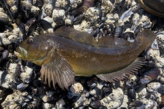 Hexagrammos lagocephalus