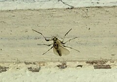 Cricotopus sylvestris