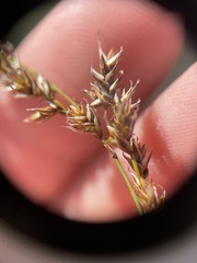 Carex prairea