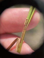 Carex prairea