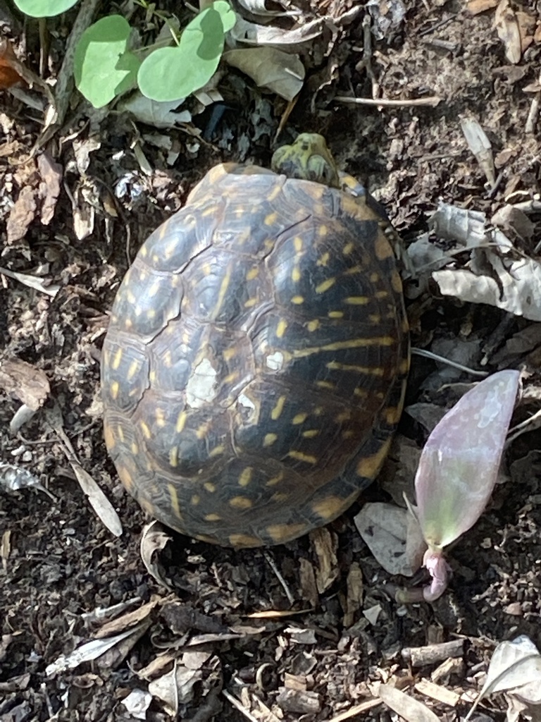 Ornate Box Turtle In June 2022 By Mbintexas INaturalist   Large 