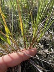 Carex prairea
