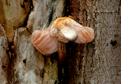 Rhodotus palmatus