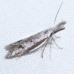 Pleurota albastrigulella