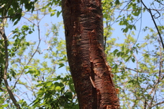 Bursera cinerea