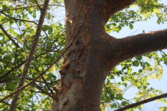 Bursera cinerea
