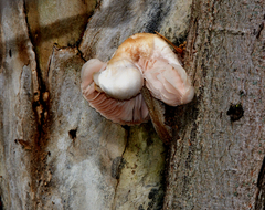 Rhodotus palmatus