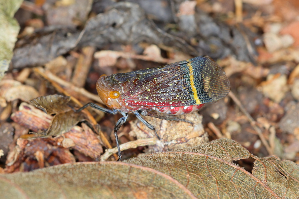 Acmonia crowleyi