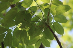 Bursera cinerea