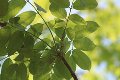 Bursera cinerea