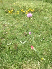 Traunsteinera globosa