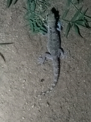 Hemidactylus angulatus