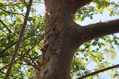 Bursera cinerea