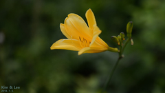 Hemerocallis hakuunensis