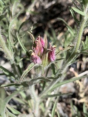 Cordylanthus kingii helleri