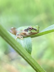 Hyla japonica