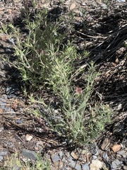 Cordylanthus kingii helleri
