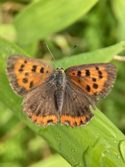 Lycaena phlaeas daimio