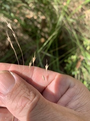 Eriachne pallescens